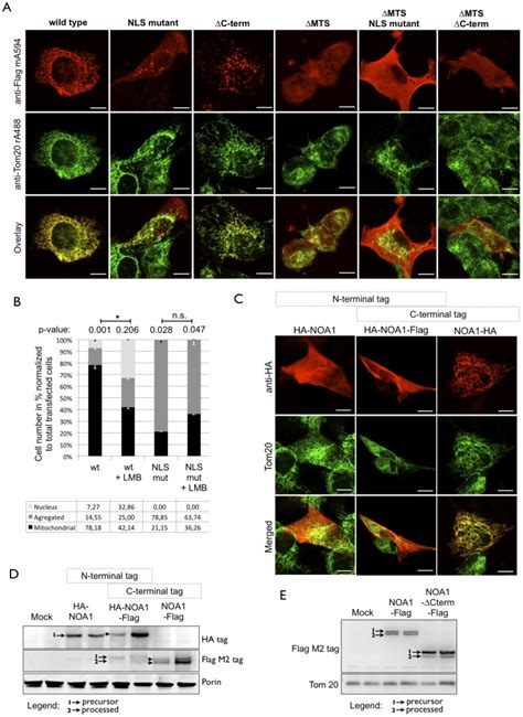 A Immunofluorescence Staining Of Different Flag Tagged Noa Proteins