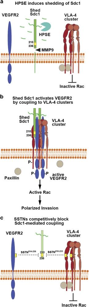 Heparanase Induced Shedding Of Syndecan Cd In Myeloma And