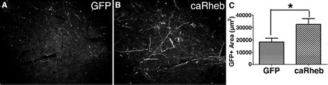 Figure From Expressing Constitutively Active Rheb In Adult Neurons