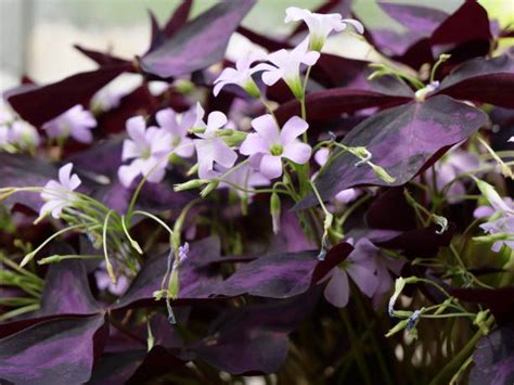 Более 300 работ на тему «Purple Wood Sorrel фотографии»: стоковые фото ...