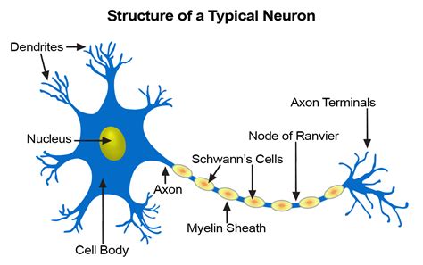 Nervous Tissue Definition And Examples Biology Online Dictionary