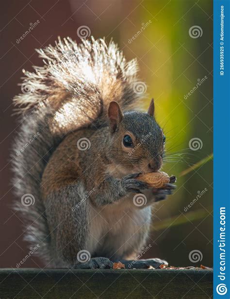 Squirrel Gray Fluffy North American Squirrel Rodent Is Hungry