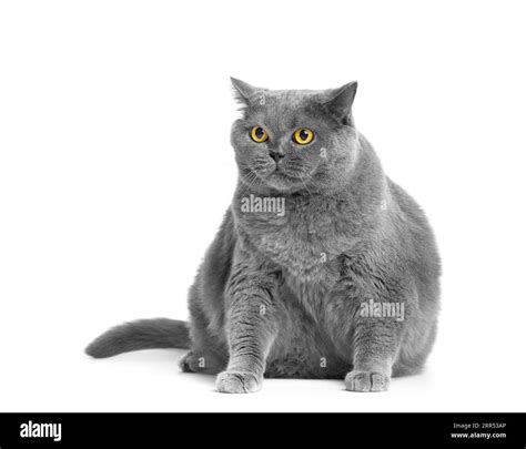 A Fat Gray British Cat With Big Yellow Eyes Sits On A White Background Obesity Of The Scottish