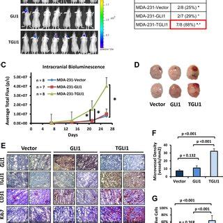 Tgli Promotes Tnbc Growth In Mouse Brain In An Intracranial Injection