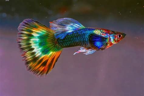 Top 20 Best Colorful Freshwater Fish (Ranked By Color) - Everything ...