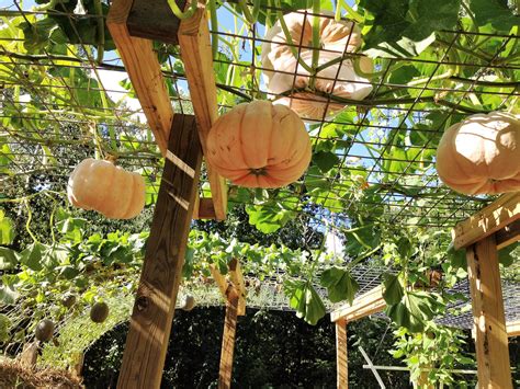 How To Make A Pumpkin Trellis Artofit