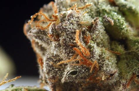 Lemon OG Marijuana Strain Review