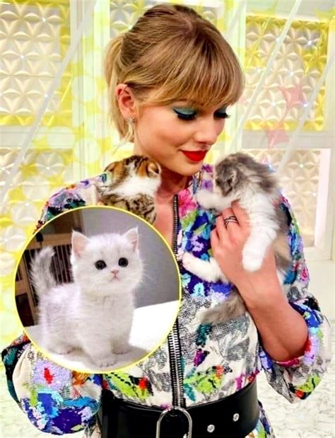 cats meowing for cats 2