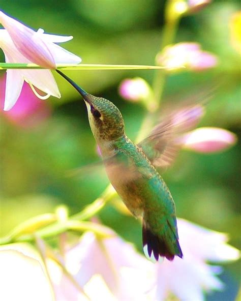 Ruby-throated Hummingbird feeding Photograph by Denis Therien - Fine ...