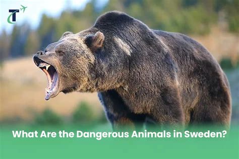 dangerous animals in Sweden : sweden's wildlife