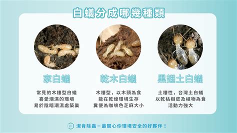 除白蟻防治怎麼做？白蟻防治終極指南：白蟻習性、消滅費用及預防策略！ 潔肯除蟲公司