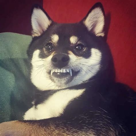 15 Funny Pictures Of Shiba Inu Teefs - ilovedogscute.com