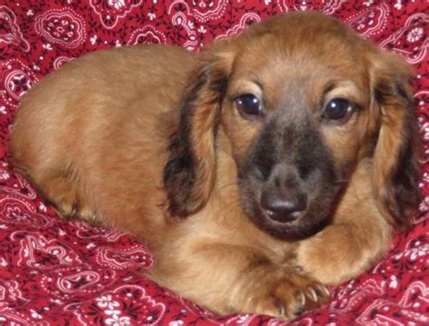 AKC Miniature Dachshund Long hair red/cream male 10 weeks old for Sale ...