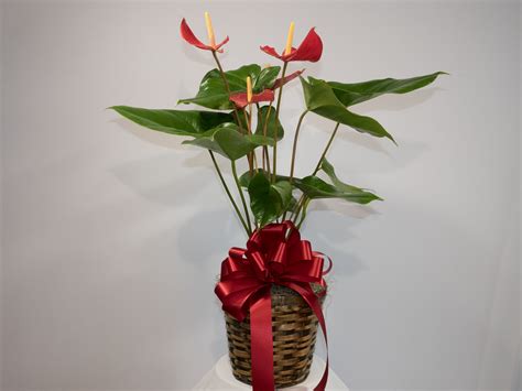 Red Anthurium - Roseland Flower & Nursery