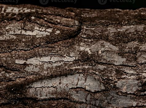 Deciduous tree bark. Textural background 34708074 Stock Photo at Vecteezy