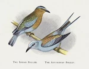 Abyssinian Roller (Rollers, Coraciiformes, Birds)