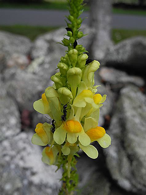 Plantain Family: Plantaginaceae – picturesovertime.com