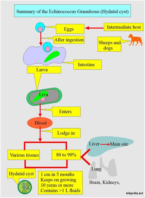 Echinococcus Granulosus Hydatid Cyst And Hydatid Disease