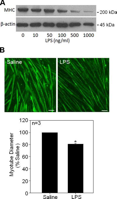 LPS Induces Myotube Atrophy A LPS Induces Myotube MHC Loss C2C12