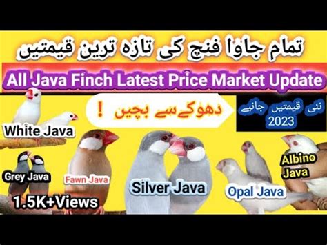 All Java Finch Price In Pakistan Java Finch Price Java Finch Price