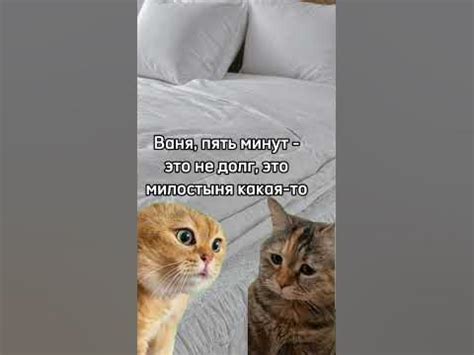 😹 Скинь тому самому "Ивану" в 🥺 Подпишись, котики хотят дружить с тобой ...