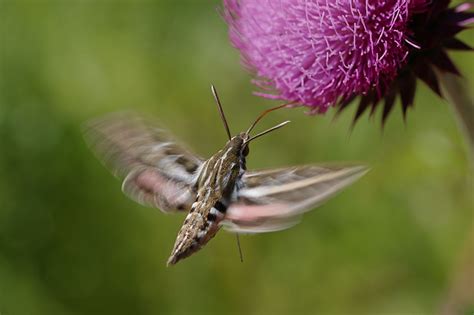 The Night Shift: Moths as Nocturnal Pollinators - Gottlieb Native Garden