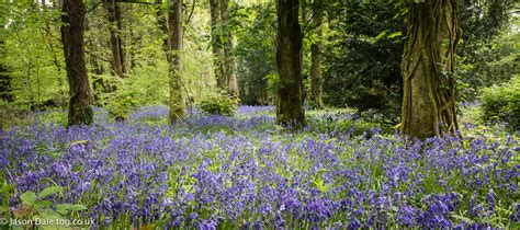 Bluebells In Penllergaer Woods - Jason Dale Photography