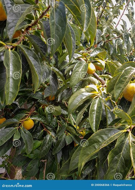 Persimmon Tree with Green Leaves and Persimmons Stock Photo - Image of