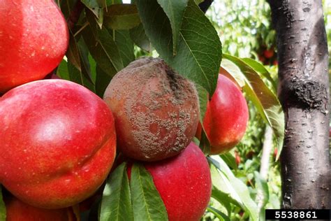 gray mold (Botrytis cinerea ) on nectarine (Prunus persica var ...