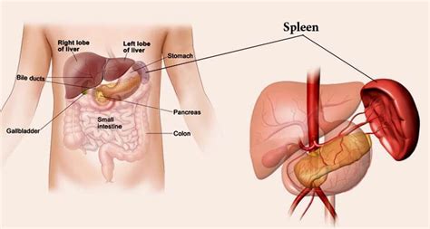 Spleen Function, Location, Size and Disorders - Organs Of The Body