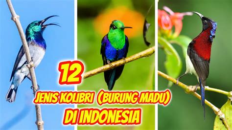 Jenis Burung Kolibri Yang Paling Bagus Di Indonesia Youtube