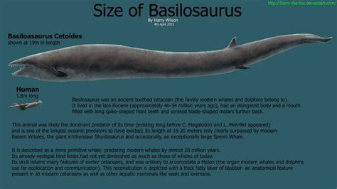 Basilosaurus Size Comparison