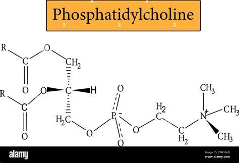 Phosphatidylcholine metabolism hi-res stock photography and images - Alamy