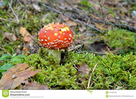 Agaric Mushroom Toadstool In Forest Stock Image Image Of Meadow