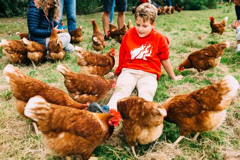 Pick Your Own Pullet Eggs The Macs Farm