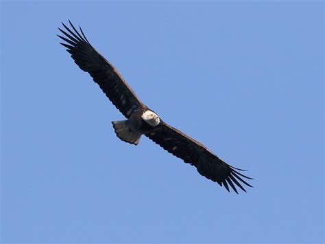 Bald Eagle, Fourth Year | BirdForum