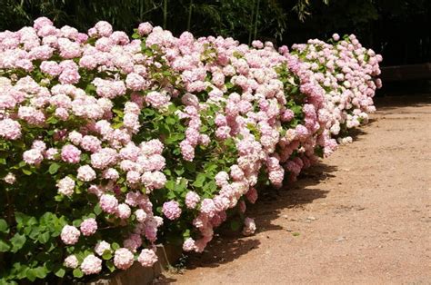 Flowering Hedges: Medium and High - Best Landscape Ideas