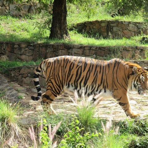 National Zoological Gardens Of South Africa Pretoria Ce Quil Faut