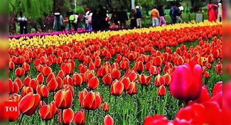 Srinagars Tulip Srinagars Tulip Garden Enters Record Books With