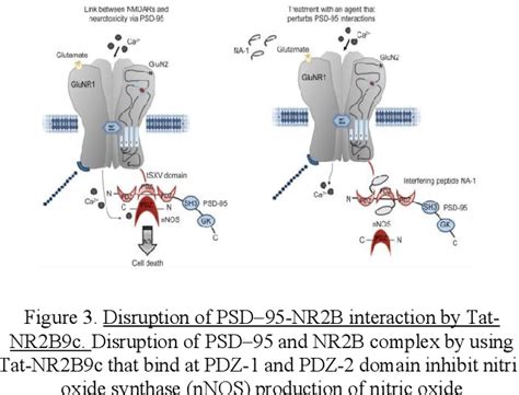 Figure 3 from ATTENTUATION OF NEURONAL TISSUE DAMAGE IN ISCHEMIC STROKE ... 