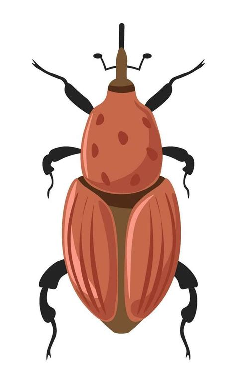 Bug Rhynchophorus Ferrugineus Red Palm Weevil 26494475 Vector Art At