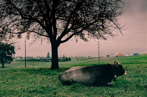 Premium Photo Bare Trees On Grassy Field