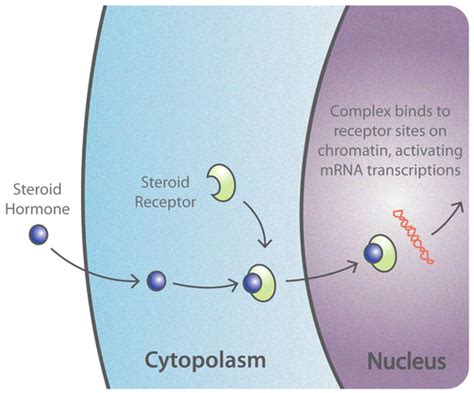 Classification Of Hormones Mechanism Of Hormone Action Pharmaguideline