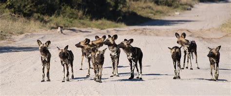 African wild dog conservation projects