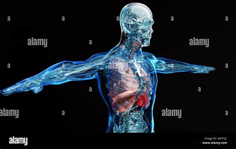 Human Respiratory System Lungs Anatomy Animation Concept Visible Lung