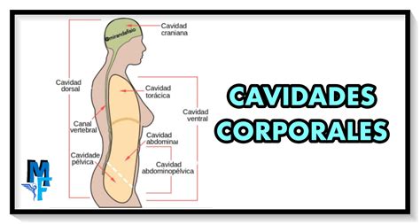 Cavidad Raquidea