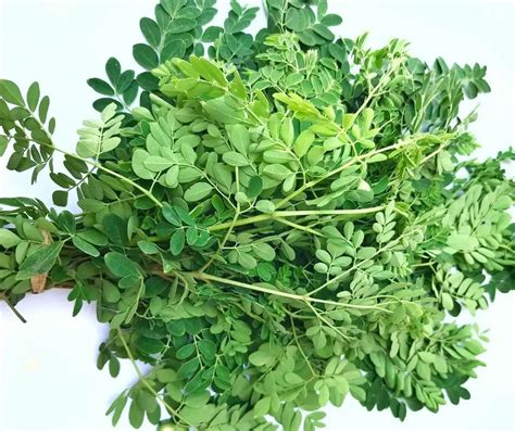 How To Dry Moringa Leaves Green Living Zone