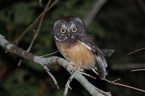 Northern Whet Saw Owl Facts Distribution Habitat Pictures