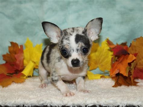 Blue Merle Chihuahua