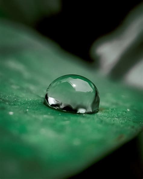 Water Droplet In Leaf On Focus Pixahive